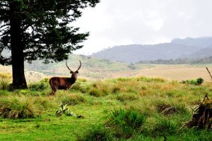 Horton Plains