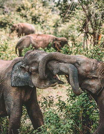Wild Life Destinations, Sri Lanka