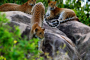 Wilpattu